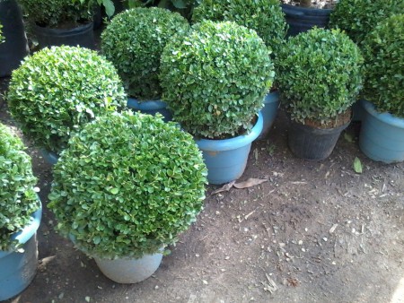 Buxus sempervirens